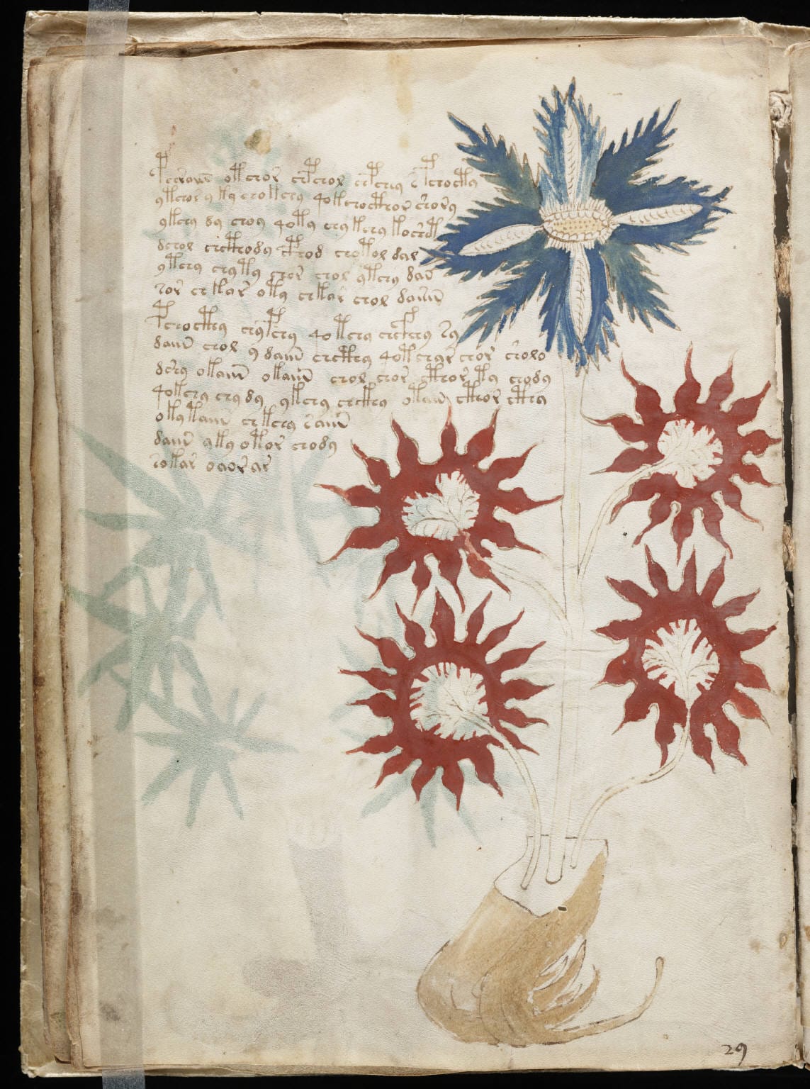 A real page from the undeciphered Voynich manuscript